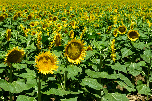 Close-up view of sunflowers blooming on a California farm.\n\nTaken in Yolo Valley, near Woodland, California, USA