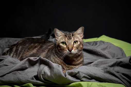 Green-eyed cat on several sheets on a bed looking at the camera