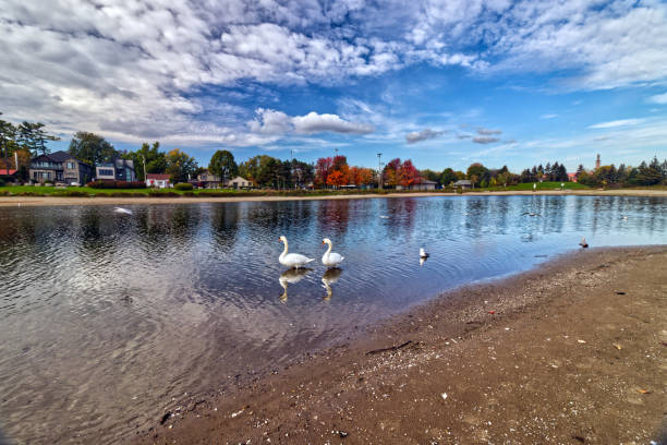istock The big ducks having a patient swim - Fall in Central Ontario, Canada 1411317292