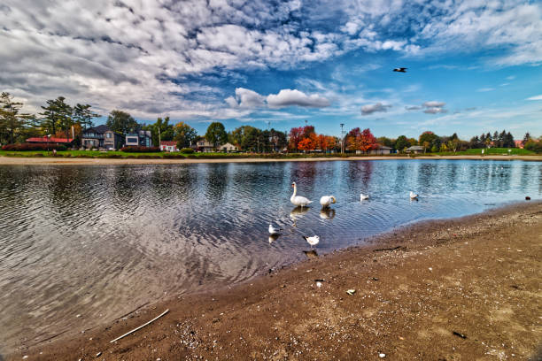 istock The bird flying over the ducks and gulls - Fall in Central Ontario, Canada 1411317293