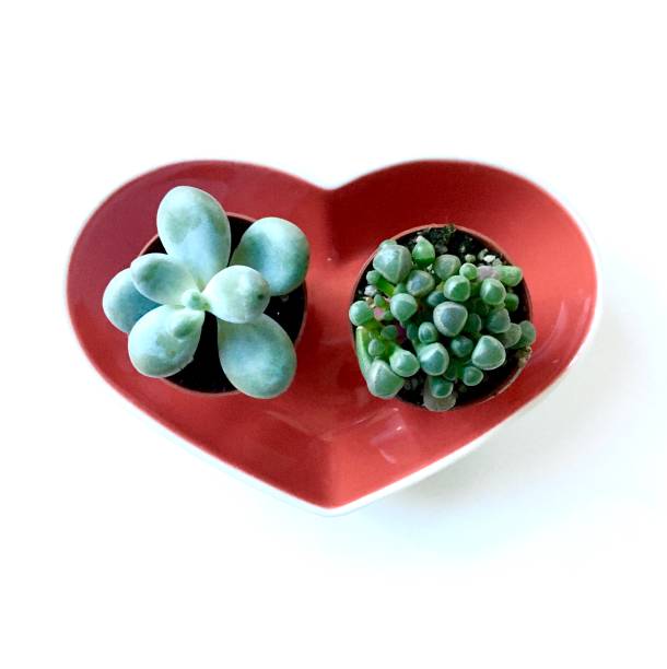 istock Succulents on a red plate 1411317301