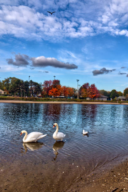 istock Close look at the big ducks - Fall in Central Ontario, Canada 1411317306