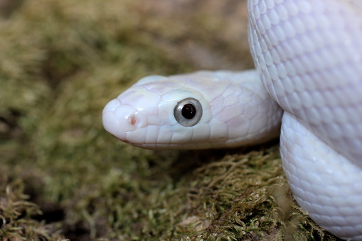 Pantherophis obsoleta lindheimeri var. leucistic. Leucistic Texas Rat Snake.  white snake close up. macro photography of a snake with big eyes. portrait of a white snake