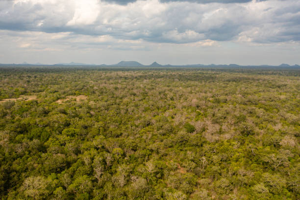 istock Jungles and rainforests in Sri Lanka. 1411317340