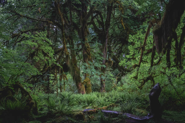 istock Beautiful Old Growth Forest of Washingtons Olympic Peninsula 1411317413