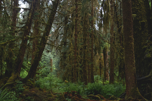 Beautiful Forest Ecosystem of the Old Growth Forest of Washingtons Olympic Peninsula