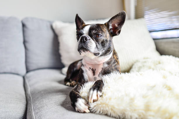 istock Boston Terrier Indoors on Couch with Cozy Blanket 1411319590