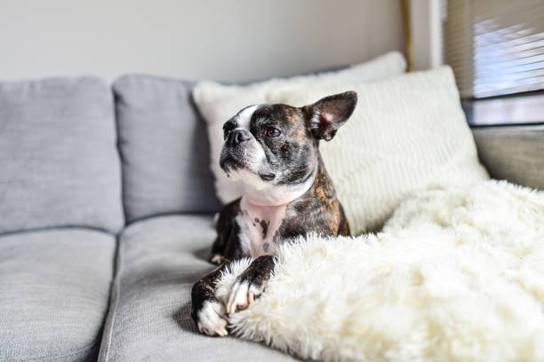 istock Boston Terrier Indoors on Couch with Cozy Blanket 1411319591