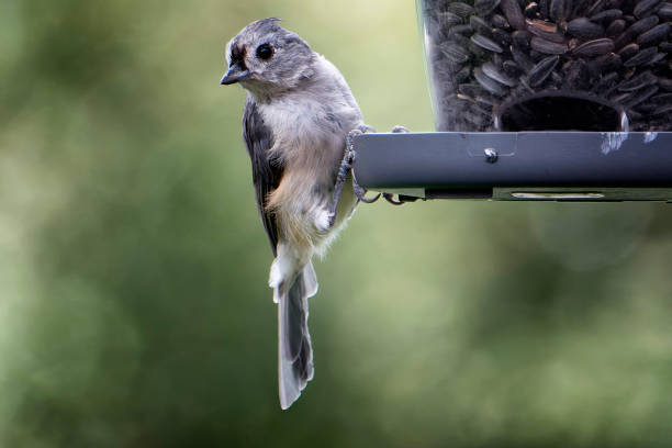 A close-up of a tufted titmouse perched gracefully on a tree branch, surrounded by soft natural light and subtle tones of the forest. The bird's delicate features and crest stand out beautifully, making this image perfect for nature enthusiasts, bird watchers, and wildlife-themed projects.