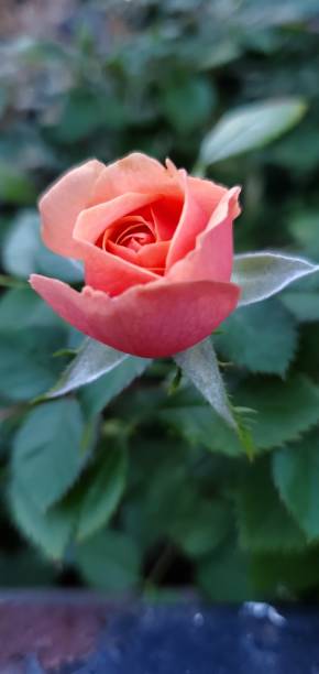 Peach Colored Rose Bud with leaves stock photo