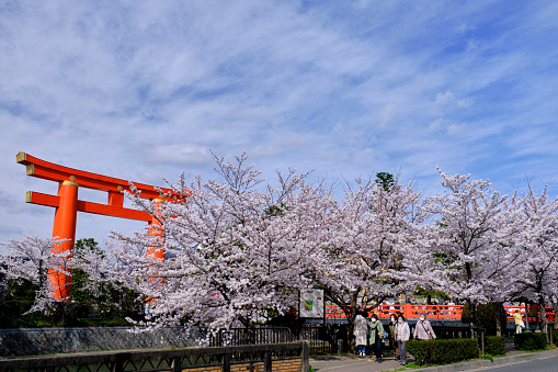 Kyoto, Japan - April 1, 2022: Tourists walk under cherry blossom trees with the giant torii gate of Heian Shrine in the background. The trees are Somei Yoshino cherry blossom trees, the most common variety. In Kyoto, these flowers typically come into bloom in or around the first week of April, depending on the temperatures in the preceding months.