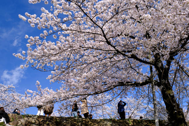 Tourists photograph cherry blossoms along Keage Incline stock photo
