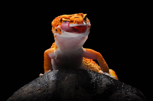 Gecko, Lizard, Leopard Lizard Gecko, Leopard Gecko Gecko, Lizard, Leopard Lizard Gecko, Leopard Gecko, tokay gecko stock pictures, royalty-free photos & images