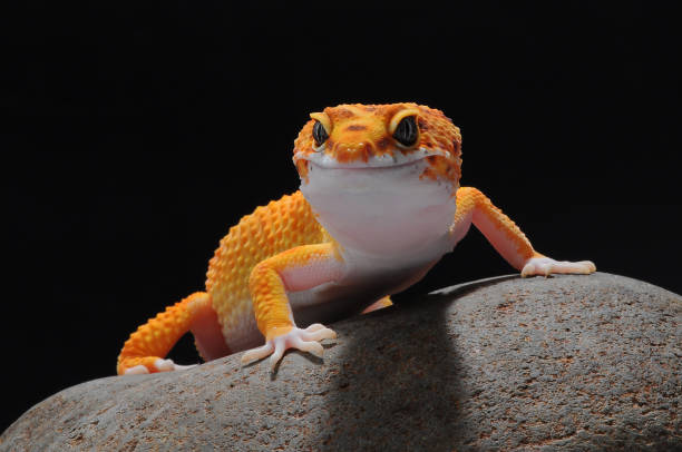 Gecko, Lizard, Leopard Lizard Gecko, Leopard Gecko Gecko, Lizard, Leopard Lizard Gecko, Leopard Gecko, tokay gecko stock pictures, royalty-free photos & images