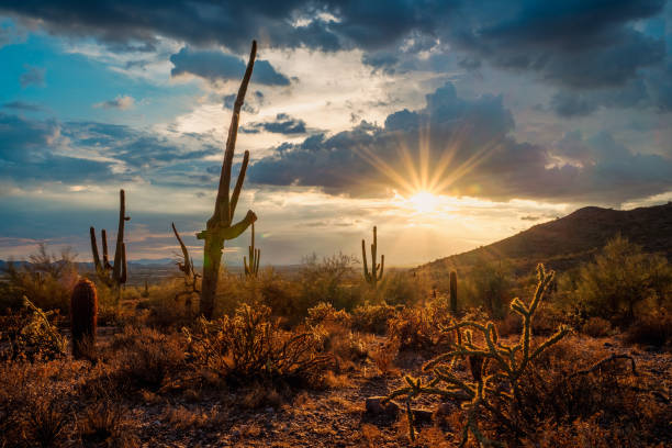 istock Leaning Sonoran Saguaro Sunset 1411325597