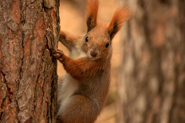 istock fluffy squirrel sits on a tree and looks out from behind a tree against the backdrop of an autumn forest 1411326526