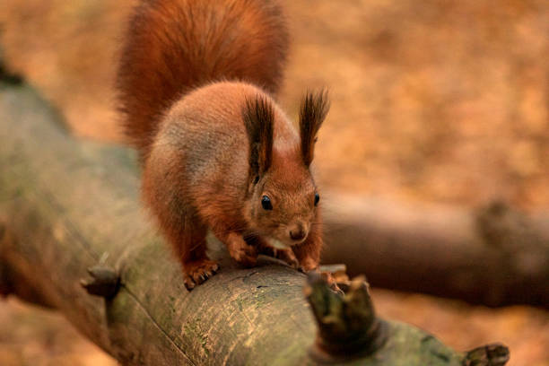 orange fluffy squirrel in the forest looking for nuts, close up wild nature portrait