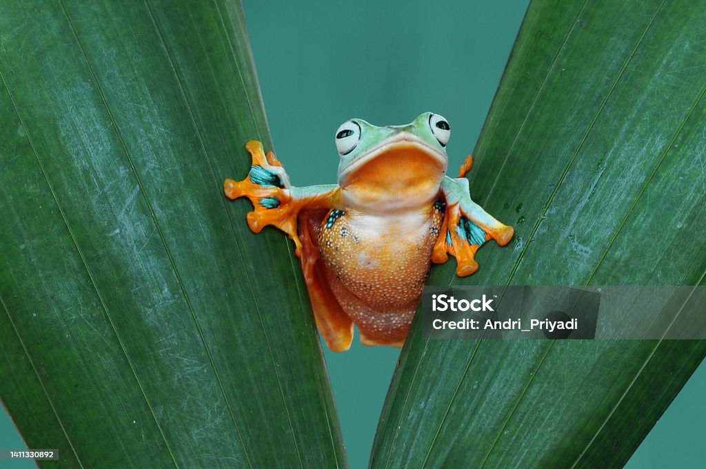 Tree Frog In Flight Flying Tree Frog Frog Tree Frog Stock Photo - Download Image Now ...