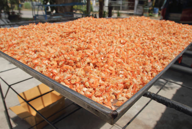 Dried Shrimp Processing in under the sun ,Traditional way to produce dried shrimp by drying under sunlight. stock photo
