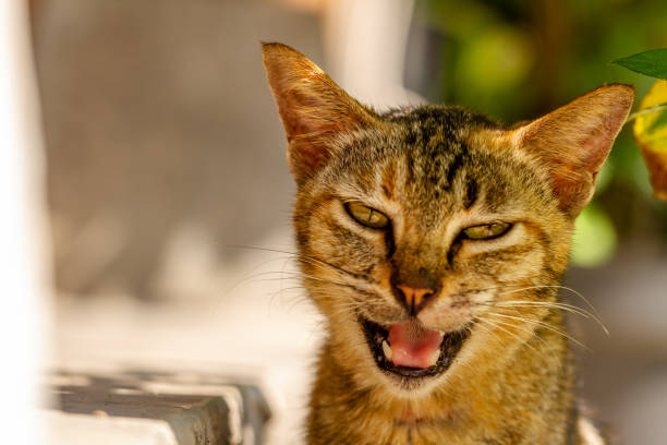 istock Close up of a cat showing its sharp fangs 1411335461