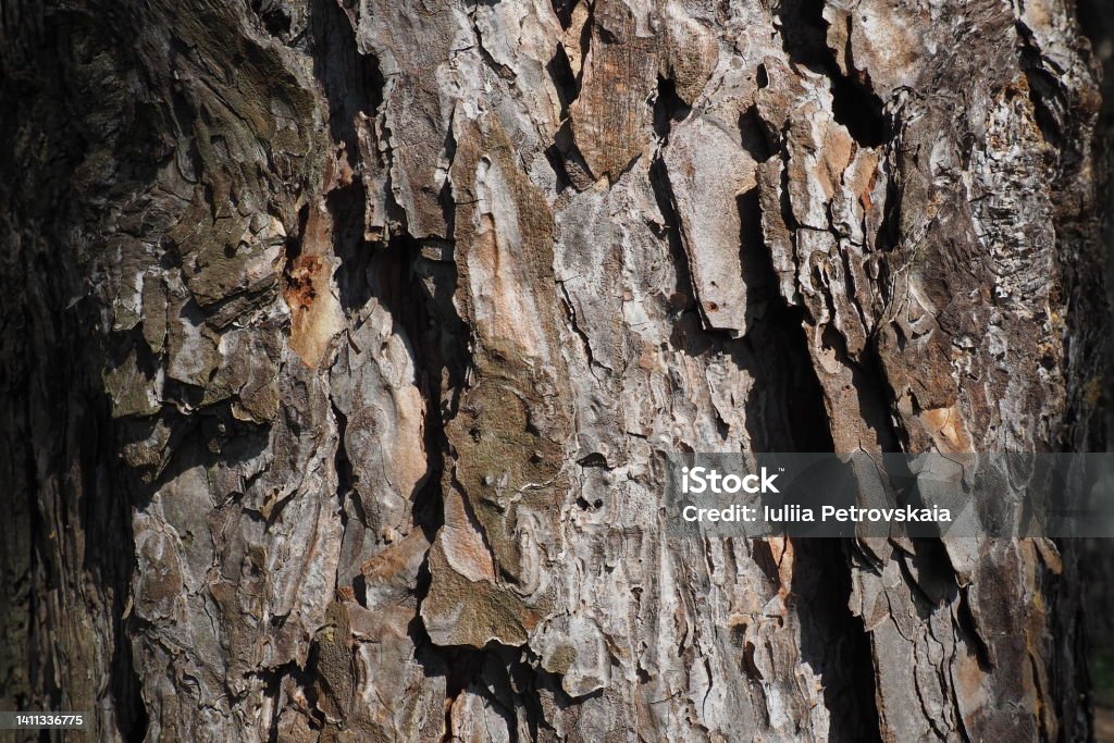 Cork, bark, bast and cambium of a pine close-up. Woody, wooden background in brown color. Rough surface of a tree trunk. Wood industry and environmental protection. Cork - Material Stock Photo
