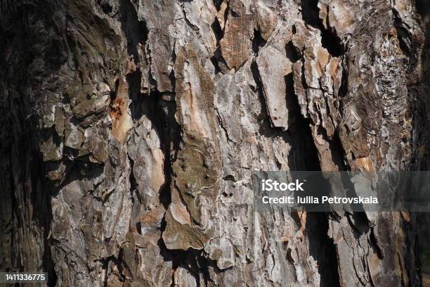 Cork Bark Bast And Cambium Of A Pine Closeup Woody Wooden Background In Brown Color Rough Surface Of A Tree Trunk Wood Industry And Environmental Protection Stock Photo - Download Image Now
