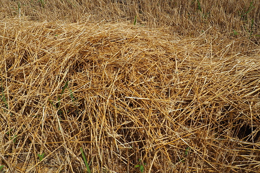 Horizontal extreme closeup photo of a freshly harvested oat straw bale in Summer.