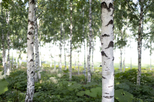 istock Urban city public artificial birch park in summer 1411337027