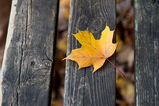 Yellow Autumn Leaves on Wooden Background