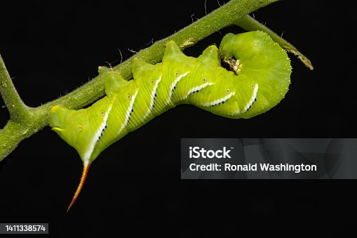 istock Tomato Horn Caterpillar 1411338574