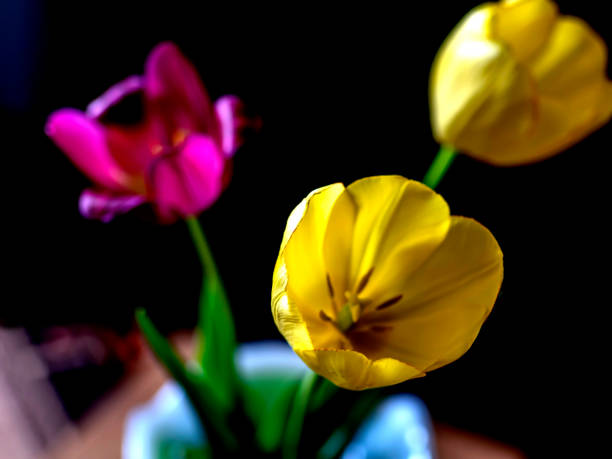 multicolored tulips in a vase on a blurry dark background