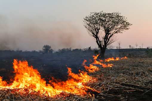 The impact of forest fires and farmers' gardens on fires causes toxic smog, drought, and wildlife death,blur,Soft focus,selected focus,shallow depth of field.
