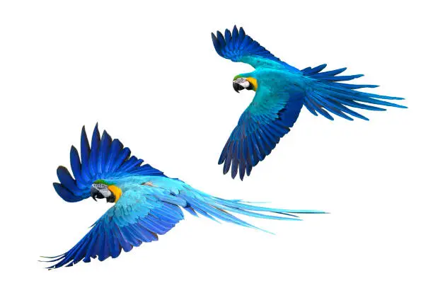 Photo of Blue and gold parrot flying isolated on white background
