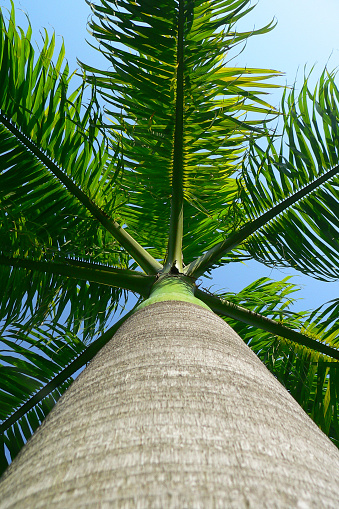 Looking upwards at a royal palm tree in a garden