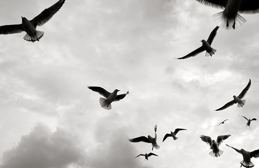 Flock of seagulls flying over stormy sky in Florida