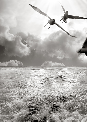 Surface level view of water wake lines behind boat and seagulls