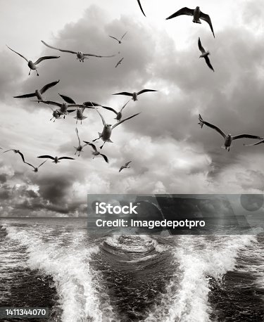 istock Dramatic seascape with flock of seagulls and water wake pattern behind speedboat 1411344070