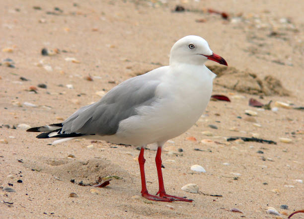 istock Silver gull seagull bird standing on the sand at a beach 1411344949