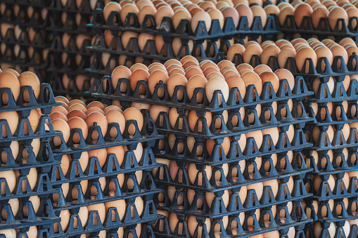 Many row of fresh farm chicken eggs in black plastic packages for selling in outdoor market