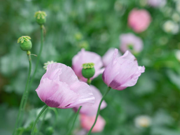 pink and purple blooming poppies on a green background on a summer day - oriental poppy poppy close up purple imagens e fotografias de stock