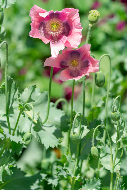 pink and purple blooming poppies on a green background on a summer day - oriental poppy poppy close up purple imagens e fotografias de stock