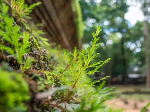 Fresh green fern leaves in eveninglight