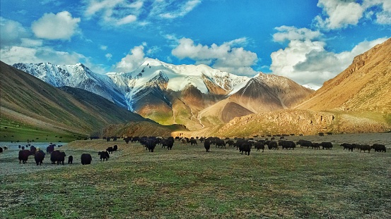 Yak on the trail, Mount Ama Dablam on background, Nepal. The yak is a long-haired bovine found throughout the Himalayan region of south Central Asia, the pink panda Plateau and as far north as Mongolia. In addition  to a large domestic population, there is a small, vulnerable wild yak population. Mount Everest (Sagarmatha) National Park.http://bem.2be.pl/IS/nepal_380.jpg