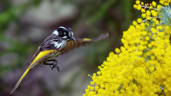 Tiny new holland honeyeater hovering above a wattle tree