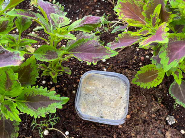 Image of plastic container beer trap full of snails and slugs on soil amongst Coleus plants, homemade pest control equipment using beer to attract and drown garden pests, elevated view stock photo