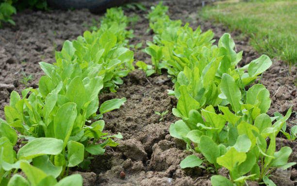 istock In the open ground in the garden grows sorrel. 1411354182