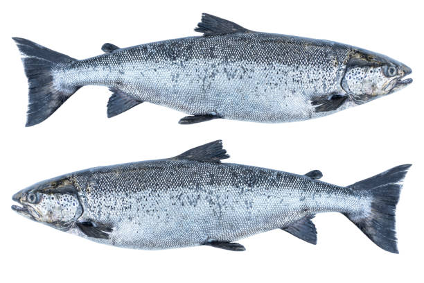 istock Salmon fish isolated on white background. Fresh wild salmon isolated on a white. Fresh whole salmon isolated. Empty space for text. Copy space. 1411356714