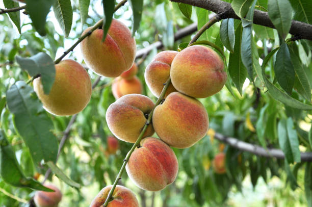 istock On the tree branch ripe peach fruits 1411356961