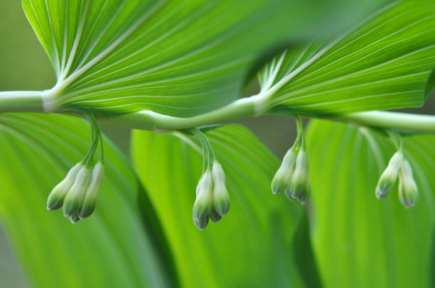 In the spring forest grows wild flowering plant Polygonatum multiflorum