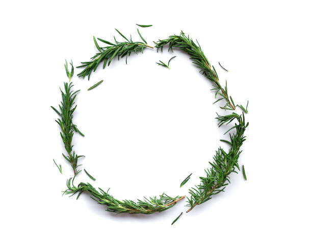 istock fresh rosemary for cooking isolated on white background 1411357920